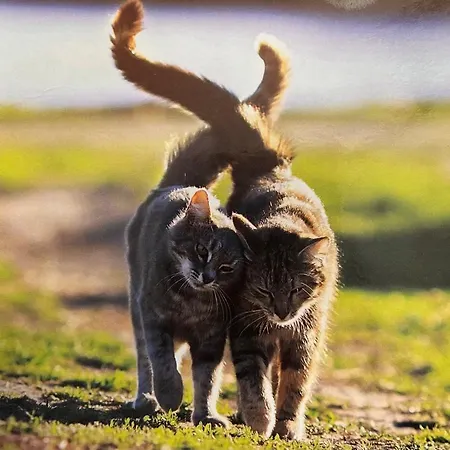 Accommodatie bij particulieren Chez Celine *