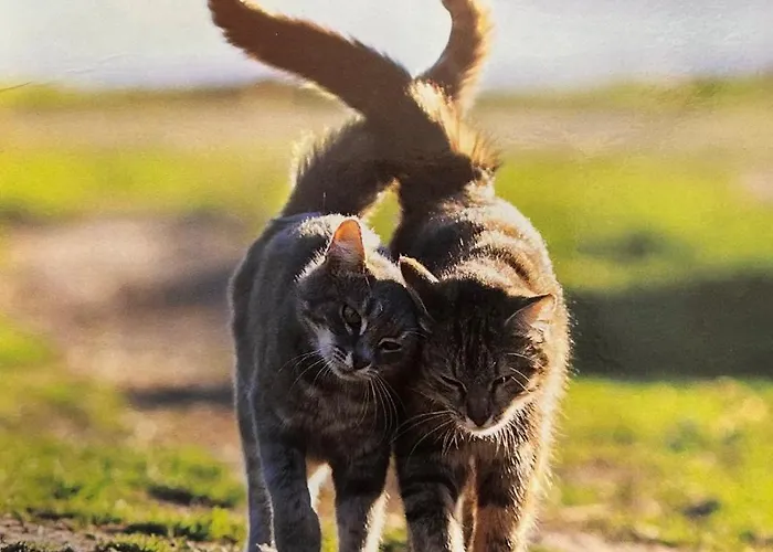 Séjour chez l'habitant Chez Céline *